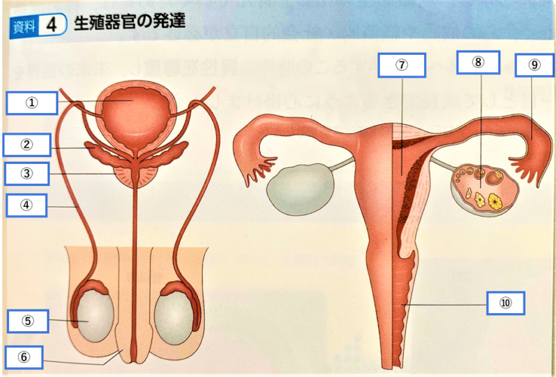 中一 保健体育 生命を生み出す体への成熟 定期テスト対策 大日本図書 ギリギリで税理士受験を突破した経験をもとに 頑張るあなたを応援します
